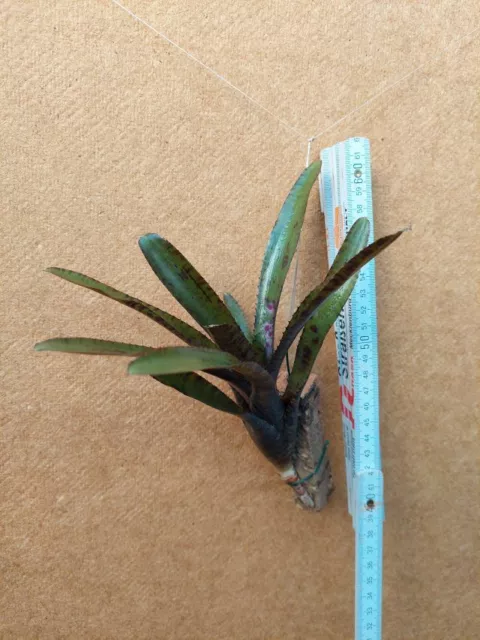 Neoregelia rubrifolia, aufgebunden, 1