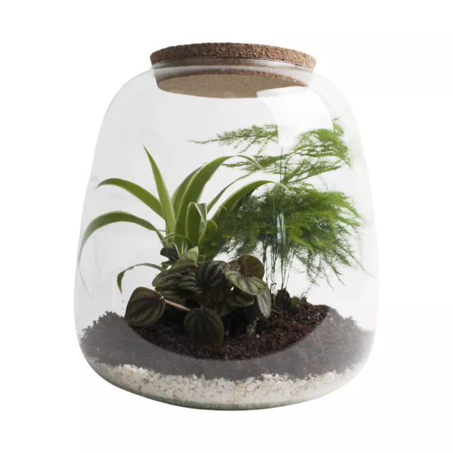 DIY Flaschengarten mit Licht ca. 25 cm groß - Mini-Ökosystem für dein Urban Jung