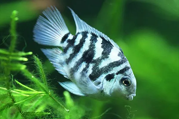 3x Polar Blue Convict Parrot Cichlid Tropical Live Fish 2Day FeDex Shipping
