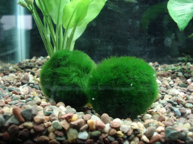 New Marimo Moss 3 Balls 0.5 inch (1.3cm) (Cladophora) Live Plant Aquarium  In USA