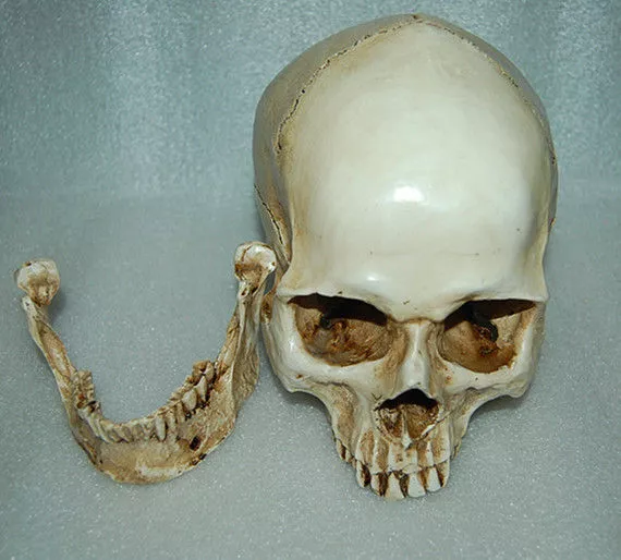 Lifesize Realistic Human Skull Replica Resin Model Anatomical Halloween Decor 3