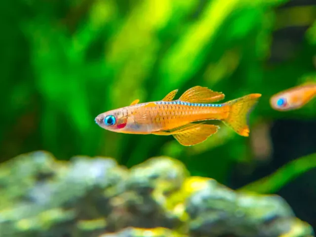 Group of 5+1 Live Red Neon Blue Eye Rainbowfish Freshwater Tropical Fish A+++