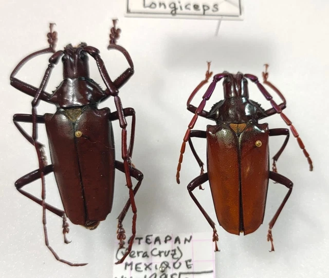 PAIR PYRODES LONGICEPS Entomologie Cerabycidae Mexique EUR 28,00 ...