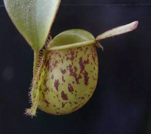 5 Semi Nepenthes Ampullaria  - Pianta Carnivora