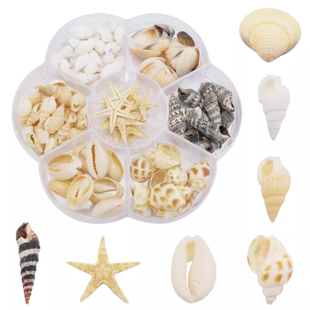 1 Box Tiny Shells Conch Starfish Seashells For Crafts Nautical Art Decor 1-3 cm