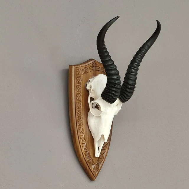 Gacela Antílope Trofeo de Calavera En Escudo de Trofeo Hl 30,5 CM Decoración