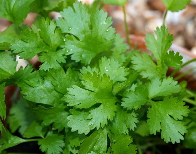 Herb  Coriander (For Germinating)  1500 Seeds 2