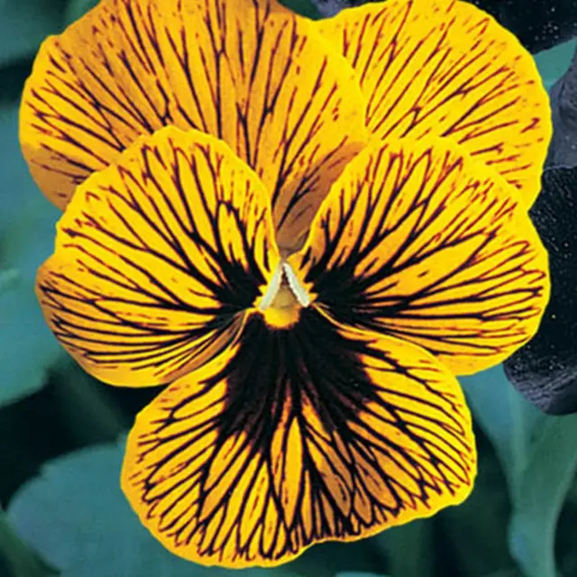 Viola Tiger Eye Yellow * 15 Seeds - Black Veins - Viola cornuta