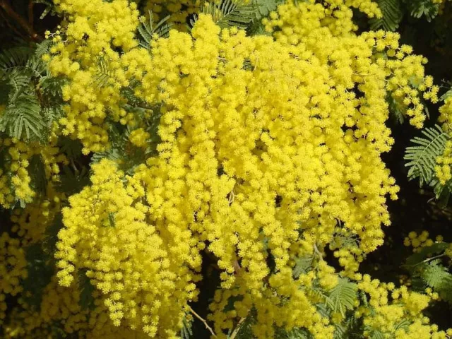 Acacia Dealbata Tree Shrub 100 Seeds, Silver Wattle Mimosa Fragrant Bush