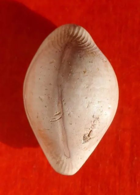 Cypraea Fossile Éocène De Loire-Atlantique , Lozouetina