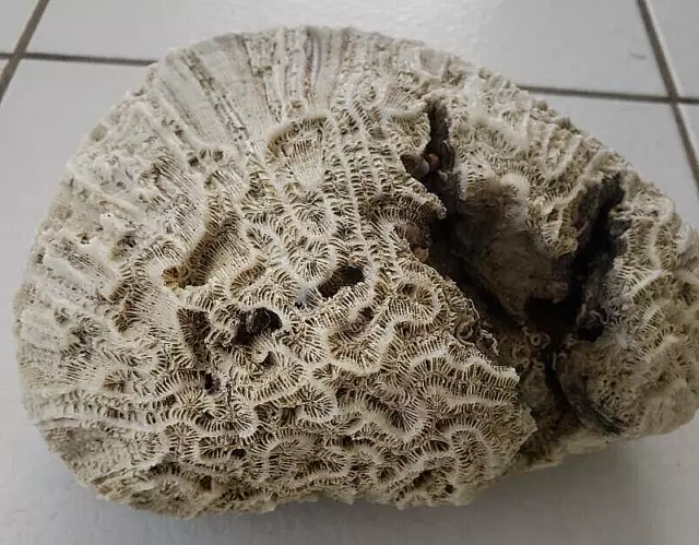NATURAL BRAIN CORAL Fossil Ocean Fish Aquarium Decor C55 OVER 5lbs NATURAL BRAIN CORAL Fossil Ocean Fish Aquarium Decor C55 OVER 5lbs