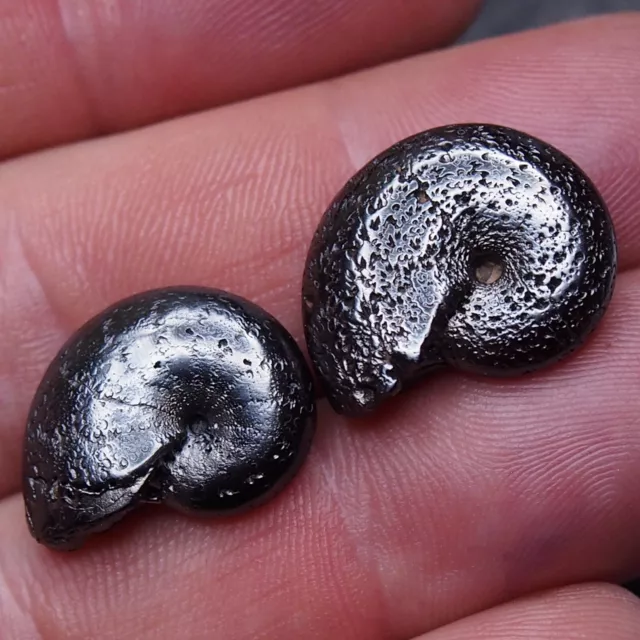 2pcs 20-21mm Ammonite Hematite Morocco Jurassic Fossil Ammoniten 17