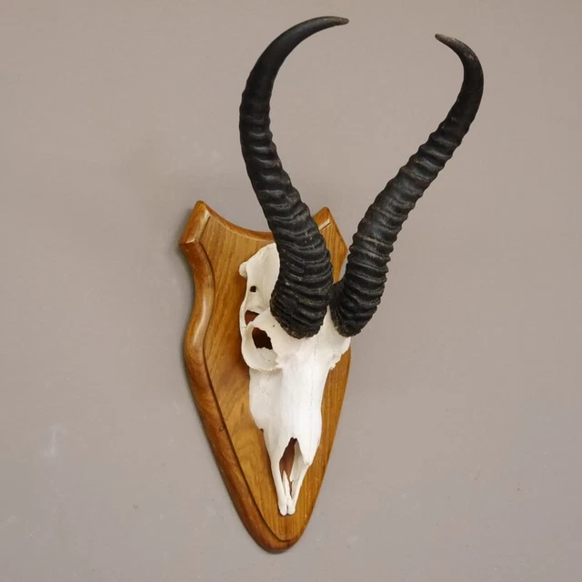 Gacela Antílope Trofeo de Calavera Hl 36 CM Decoración En Escudo de Trofeo