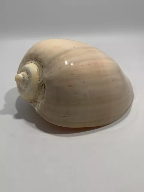 Large Smooth Melon Conch Melo Bala Sea Shell - 9"