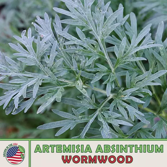 2000+ Wormwood Seeds, Artemisia absinthium, Absinthe Herb, Bitters, Medicinal