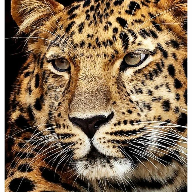 Diamond Dotz Jagur Kopf Diamond Painting Malen Diamanten ab 8 Jahre 40 x 30 cm