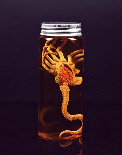 ALIEN GLASS JAR Silver Lid Xenomorph Specimen Facehugger Movie Prop ...