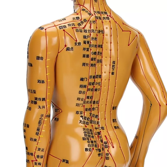 Female Male Human Body Acupuncture Model Copper Color Meridians Acupuncture Poi