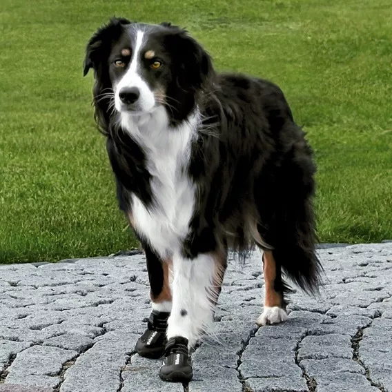 NEW - Walker Active Protective Dog Boots by Trixie dog boots,new sizes