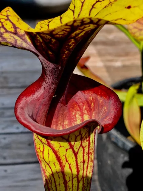 Sarracenia flava ´Red Veins Type´ Select Fleischfressende Schlauchpflanze