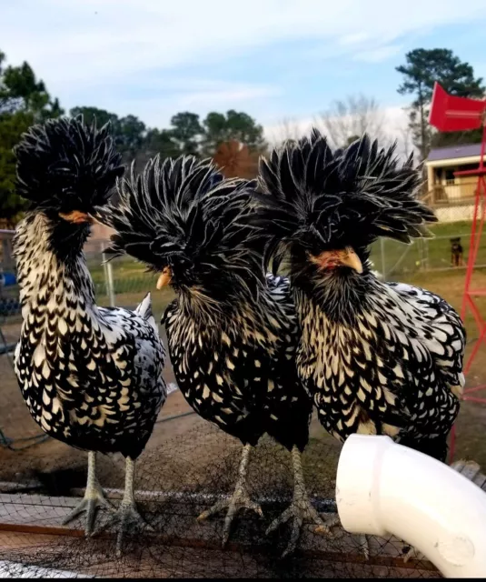 5+ Bearded Silver Laced Polish Hatching Eggs