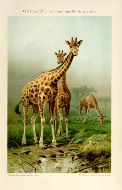 Giraffe Giraffen Afrika Savanne historische Grafik Chromolithographie ca. 1892