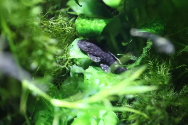 3 Pack Of Short Fin Pepper Bristle nose Pleco-Bred with care in FL