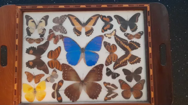 1960's Vintage/Antique Brazilian mahogany wood  inlaid Butterfly Tray. VGC.