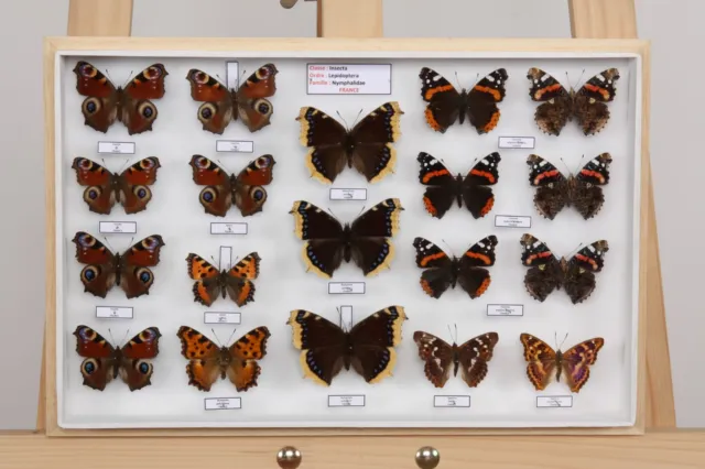 Entomologie collection Muséum des insectes du monde Lot N°14 Lepidoptera France 3
