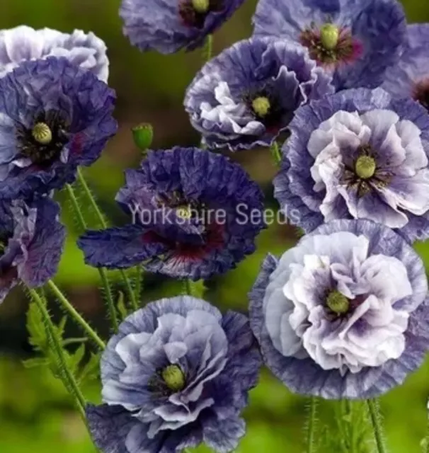 Award Winning Grey Poppy - 100x Seeds - Flower