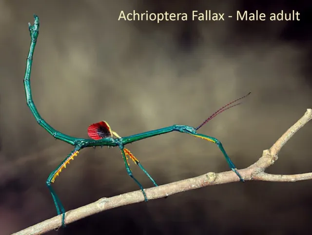 Two Achrioptera Fallax Metalic stick insect nymphs, free tracked delivery