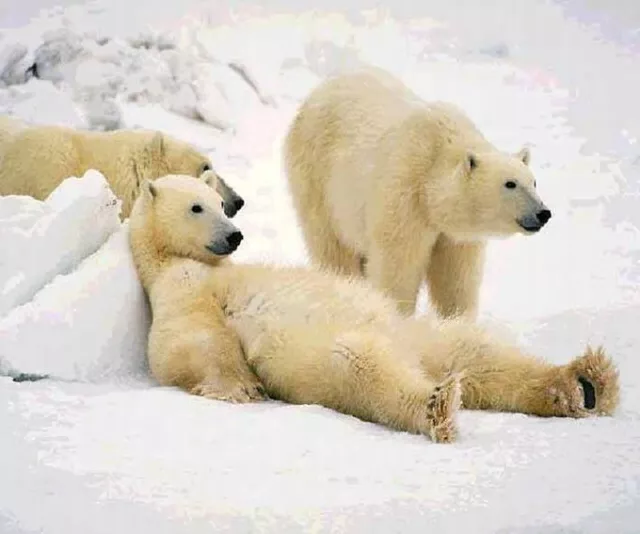 Polar Bears -  New Fabric Mouse Mat - Free Postge