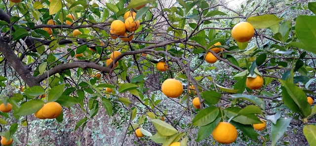 Spanish Off-Grid Smallholding With Spring Water - One hour from Malaga Airport