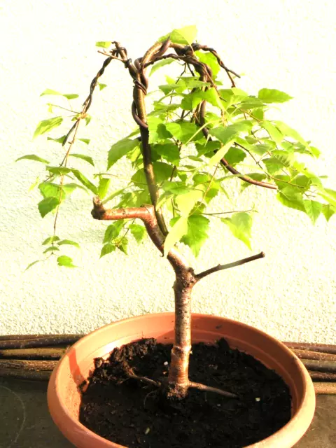 Bonsai Outdoor  Birke Moorbirke, schönes Nebari, H 50 cm