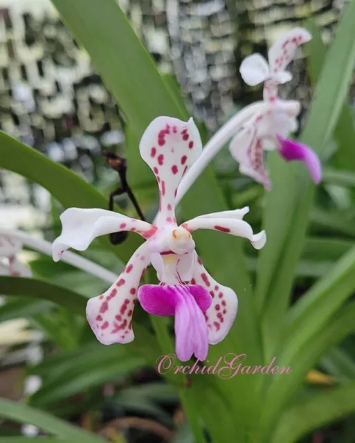 Orchid Orchidee Vanda tricolor var. suavis, very fragrant (9 Pr)