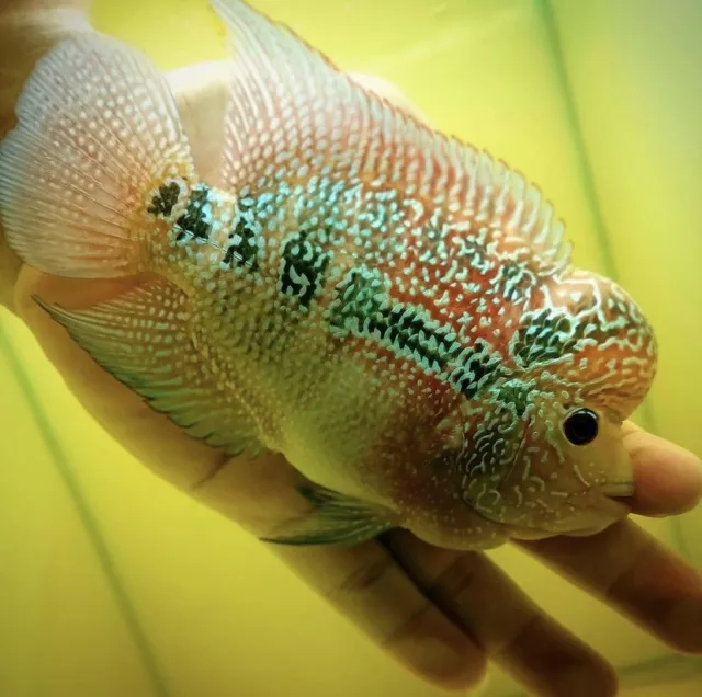 3" Super Red Dragon Flowerhorn - Live Male Flowerhorn Fish Premium Grade A+