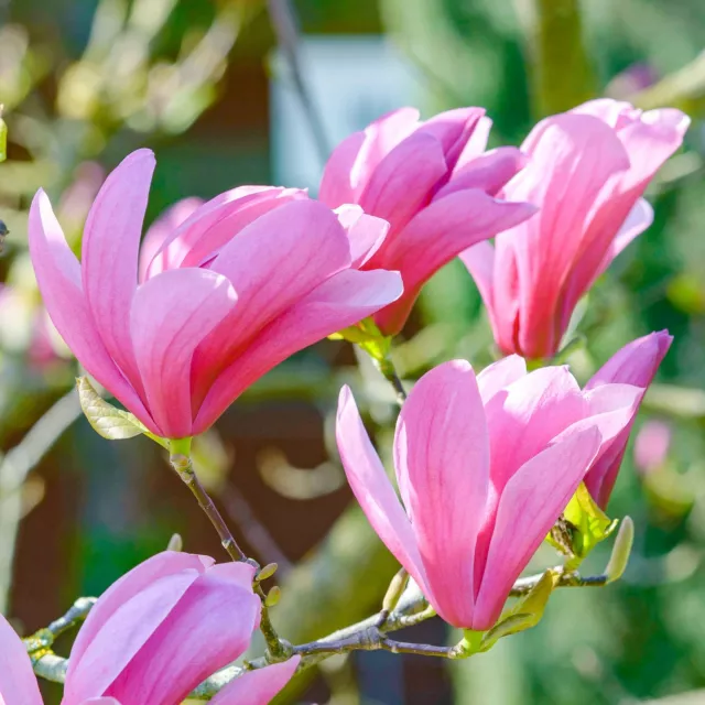 Magnolia Galaxy RHS Award Winning Deciduous Flowering Garden Tree 9cm Pot