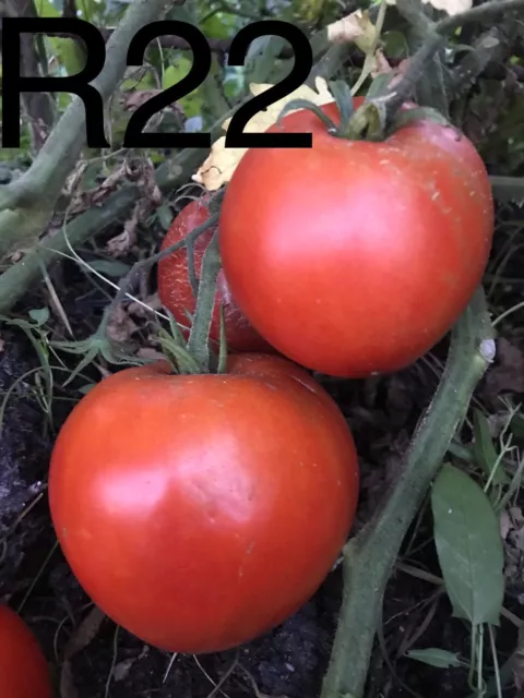 graine / seed tomate taille grosse variété "ROSE DE PESSAC" (frais port unique)