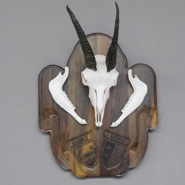Alpensteinbock Geiß Steingeiss Nariz Ober-Unterkiefer Tallado Escudo de Trofeo