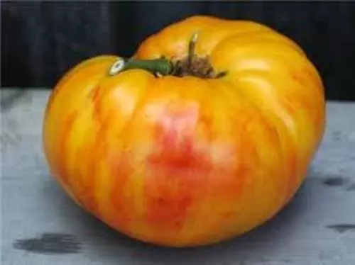 Pomodoro Gold Medal, Rarissimo, Gigante, Giant Tomato, Semi Seeds