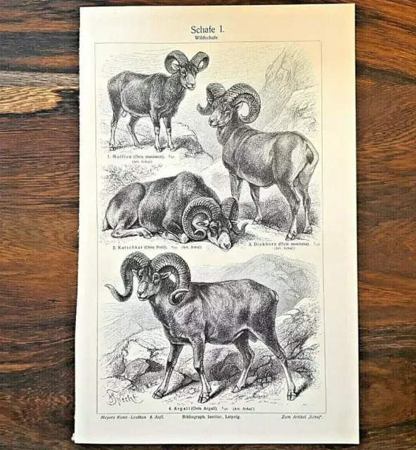 Alte Litographie, Schafe, Wildschafe, ca.1920, Biologie, Zoologie, Rarität