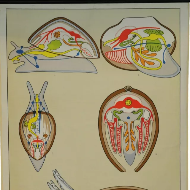Schulwandkarte retro Rollbild vintage Poster Anatomie der Mollusken (Weichtiere) 2