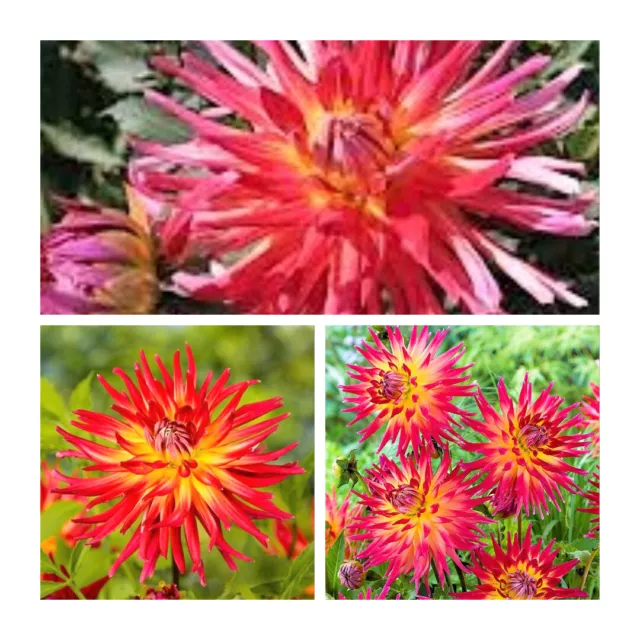 Dahlia Semi Cactus Bora Bora Tubers x 3 Grade l (Top Size) Bright Pink-Red Tips