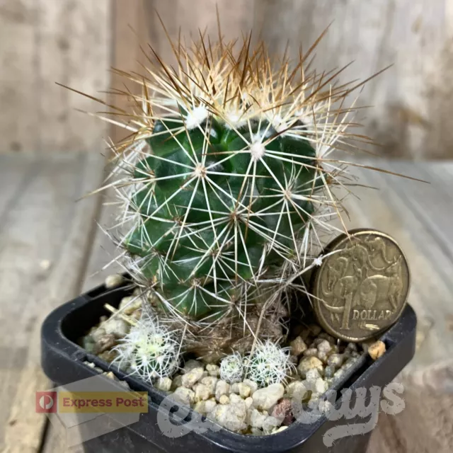 Gymnocactus horripilus, Nice Spination [shown in 66mm pot] Rare Cactus Succulent