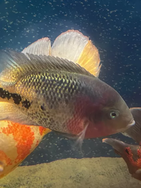 Extra Large Red Head Synspilum 8-9" Cichlid Live Fish