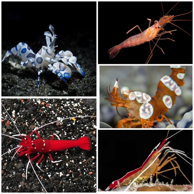 Shrimp Kit 10 pack - Live Saltwater Aquarium - *FREE SHIPPING* Fish/Shrimp/Reef