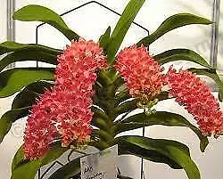 ORCHID - Rhynchostylis Gigantea ' Orange'  SPECIES