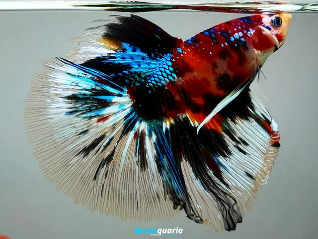 Premium Live Betta Fish l Male Halfmoon Grizzle Nemo Galaxy