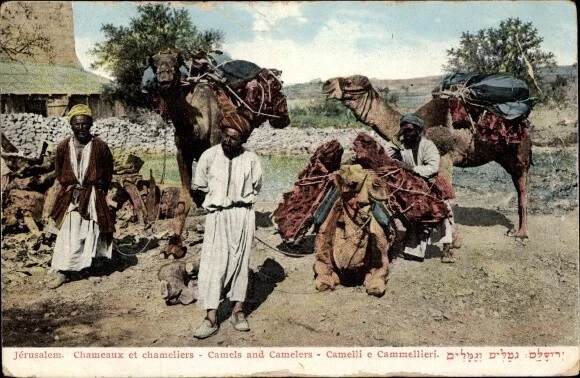 Ak Jerusalem Israel, Blick auf Kamele und deren Führer - 10701840