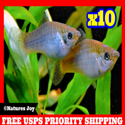 🐟 x10 LIVE GREEN SAILFIN Molly Aquarium Koi Pond Feeder Guppy Fish FOOD MOLLIES